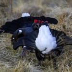 Black Grouse