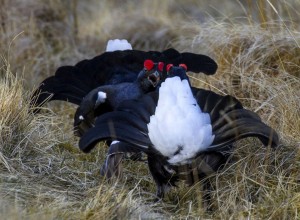 Black Grouse