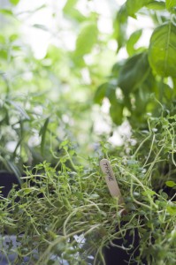 Herb Garden