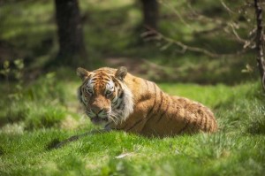 Highland Wildlife Park