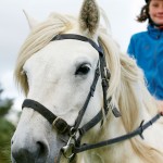 Horse Riding