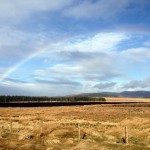 Peat Moss Rainbow