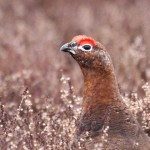 Red Grouse