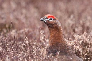 Red Grouse