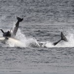 Scottish Dolphin Centre