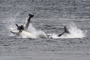 Scottish Dolphin Centre