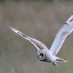 Short Eared Owl