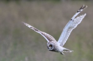 Short Eared Owl